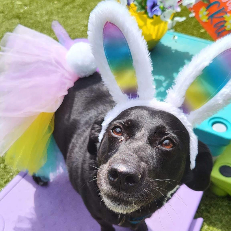Easter Pawty